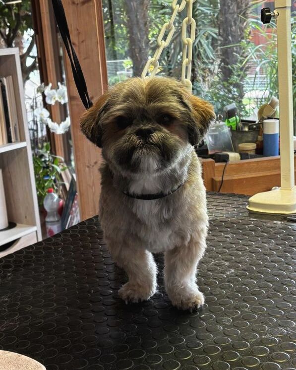 Le même shih tzu après la séance : poil court, tête arrondie, oreilles dégagées.