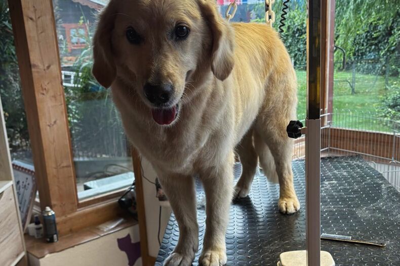 Golden retriever debout sur la table de toilettage, un peigne posé à côté de lui.